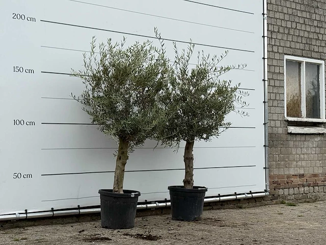 2x olijfboom florida - olea europaea - ca. 25 jaar oud - hoogte ca. 180 cm - afbeelding 3 van  3