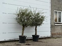 2x olijfboom florida - olea europaea - ca. 25 jaar oud - hoogte ca. 180 cm - afbeelding 3 van  3