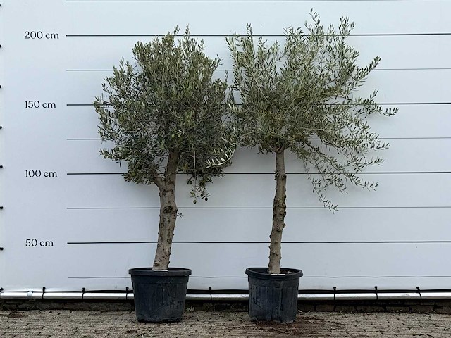 2x olijfboom florida - olea europaea - ca. 25 jaar oud - hoogte ca. 200 cm - afbeelding 1 van  4