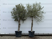 2x olijfboom florida - olea europaea - ca. 25 jaar oud - hoogte ca. 200 cm - afbeelding 1 van  4