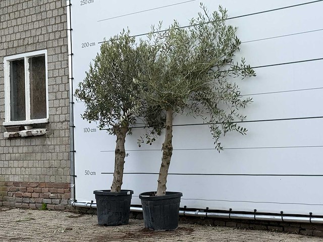 2x olijfboom florida - olea europaea - ca. 25 jaar oud - hoogte ca. 200 cm - afbeelding 2 van  4