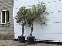 2x olijfboom florida - olea europaea - ca. 25 jaar oud - hoogte ca. 200 cm - afbeelding 2 van  4