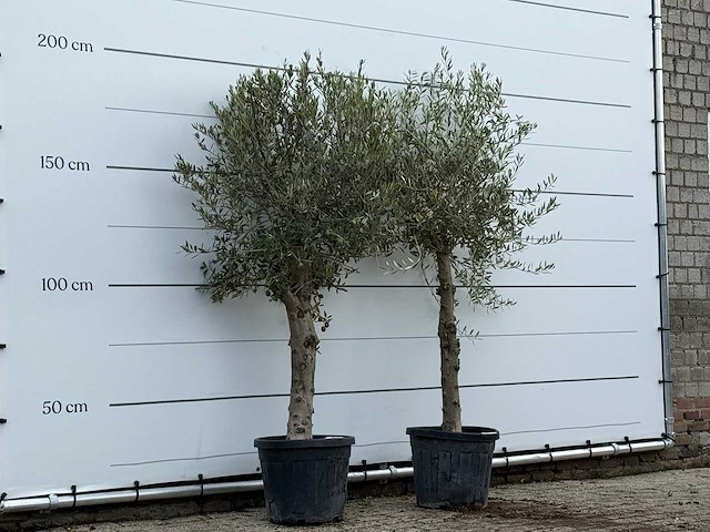 2x olijfboom florida - olea europaea - ca. 25 jaar oud - hoogte ca. 200 cm - afbeelding 3 van  4