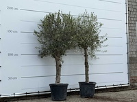 2x olijfboom florida - olea europaea - ca. 25 jaar oud - hoogte ca. 200 cm - afbeelding 3 van  4