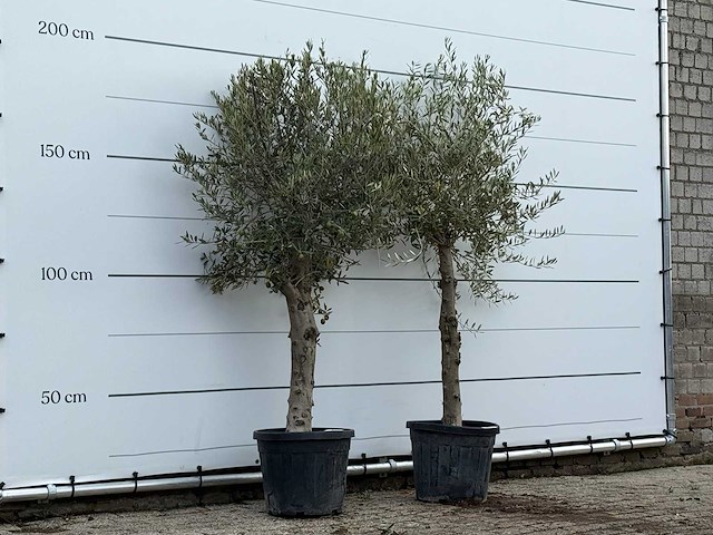 2x olijfboom florida - olea europaea - ca. 25 jaar oud - hoogte ca. 200 cm - afbeelding 4 van  4