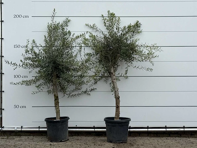 2x olijfboom florida - olea europaea - ca. 25 jaar oud - hoogte ca. 200 cm - afbeelding 1 van  2