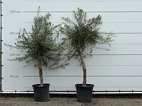2x olijfboom florida - olea europaea - ca. 25 jaar oud - hoogte ca. 200 cm