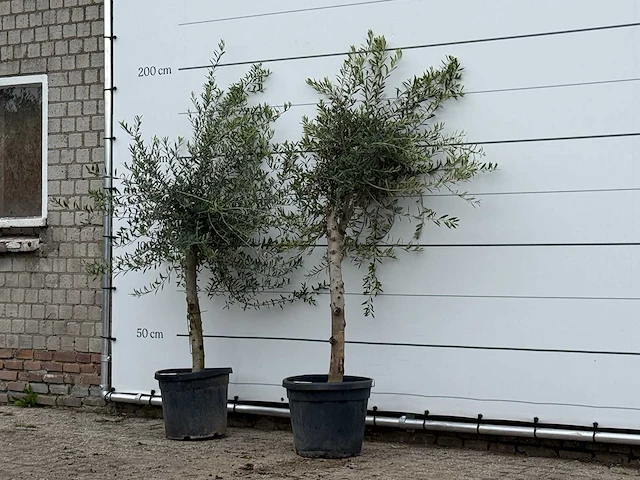 2x olijfboom florida - olea europaea - ca. 25 jaar oud - hoogte ca. 200 cm - afbeelding 2 van  2