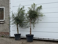 2x olijfboom florida - olea europaea - ca. 25 jaar oud - hoogte ca. 200 cm - afbeelding 2 van  2