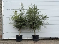 2x olijfboom florida - olea europaea - ca. 25 jaar oud - hoogte ca. 220 cm