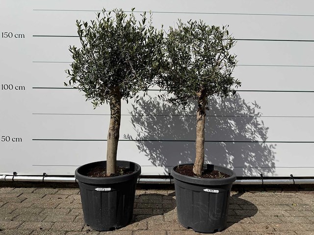 2x olijfboom florida - olea europaea - ca. 30 jaar oud - hoogte ca. 160 cm - afbeelding 1 van  4
