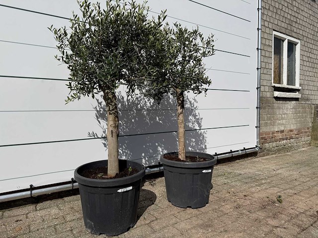 2x olijfboom florida - olea europaea - ca. 30 jaar oud - hoogte ca. 160 cm - afbeelding 3 van  4