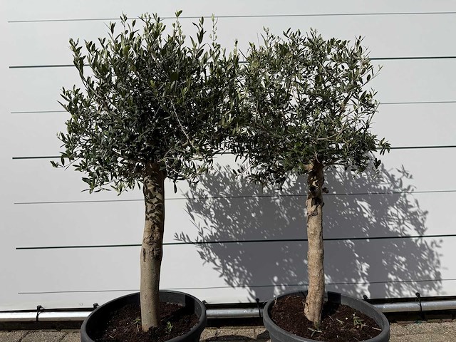 2x olijfboom florida - olea europaea - ca. 30 jaar oud - hoogte ca. 160 cm - afbeelding 4 van  4