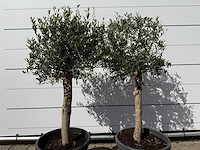 2x olijfboom florida - olea europaea - ca. 30 jaar oud - hoogte ca. 160 cm - afbeelding 4 van  4