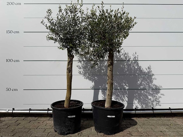 2x olijfboom florida - olea europaea - ca. 40 jaar oud - hoogte ca. 160 cm - afbeelding 1 van  4