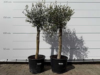 2x olijfboom florida - olea europaea - ca. 40 jaar oud - hoogte ca. 160 cm - afbeelding 1 van  4