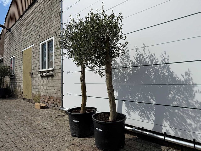 2x olijfboom florida - olea europaea - ca. 40 jaar oud - hoogte ca. 160 cm - afbeelding 2 van  4