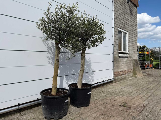 2x olijfboom florida - olea europaea - ca. 40 jaar oud - hoogte ca. 160 cm - afbeelding 3 van  4