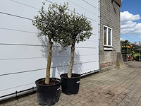 2x olijfboom florida - olea europaea - ca. 40 jaar oud - hoogte ca. 160 cm - afbeelding 3 van  4