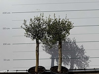 2x olijfboom florida - olea europaea - ca. 40 jaar oud - hoogte ca. 160 cm - afbeelding 4 van  4