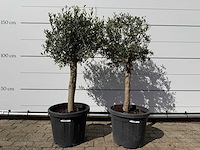 2x olijfboom florida - olea europaea - ca. 40 jaar oud - hoogte ca. 160 cm - afbeelding 1 van  3