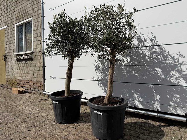 2x olijfboom florida - olea europaea - ca. 40 jaar oud - hoogte ca. 160 cm - afbeelding 2 van  3