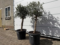 2x olijfboom florida - olea europaea - ca. 40 jaar oud - hoogte ca. 160 cm - afbeelding 2 van  3