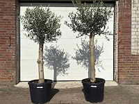 2x olijfboom florida - olea europaea - hoogte ca. 170 cm - afbeelding 1 van  6