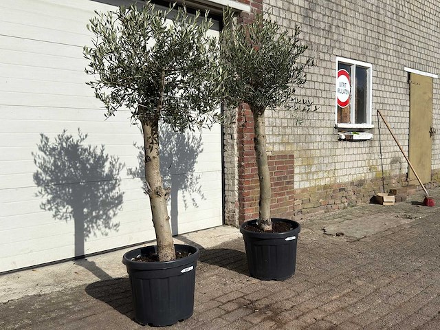 2x olijfboom florida - olea europaea - hoogte ca. 170 cm - afbeelding 2 van  6