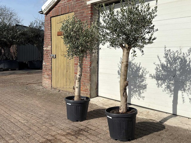 2x olijfboom florida - olea europaea - hoogte ca. 170 cm - afbeelding 3 van  6