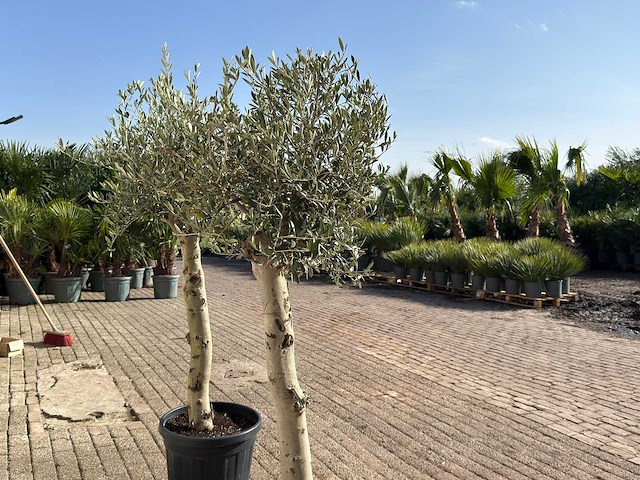 2x olijfboom florida - olea europaea - hoogte ca. 170 cm - afbeelding 4 van  6