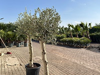 2x olijfboom florida - olea europaea - hoogte ca. 170 cm - afbeelding 4 van  6