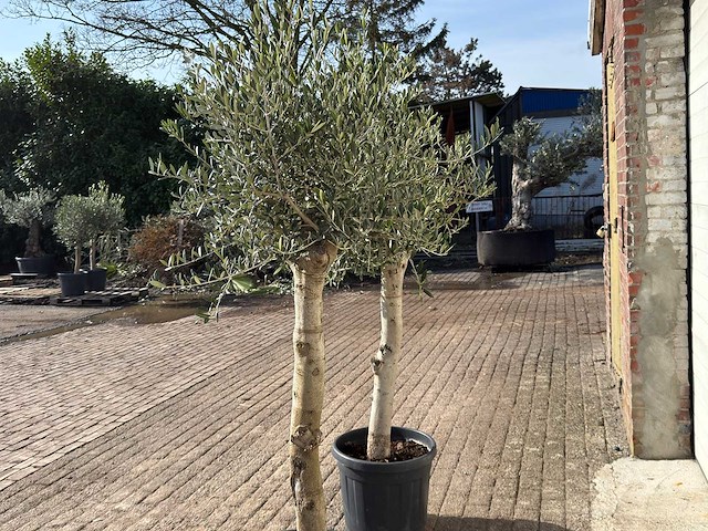 2x olijfboom florida - olea europaea - hoogte ca. 170 cm - afbeelding 5 van  6
