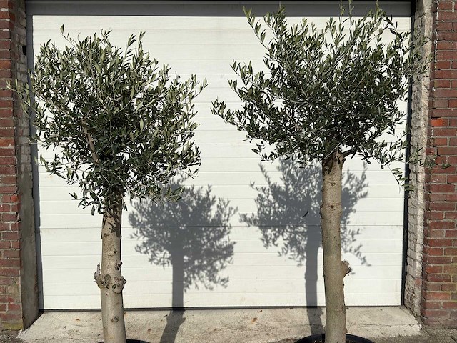 2x olijfboom florida - olea europaea - hoogte ca. 170 cm - afbeelding 6 van  6