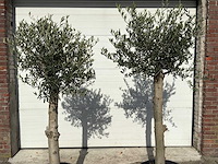 2x olijfboom florida - olea europaea - hoogte ca. 170 cm - afbeelding 6 van  6