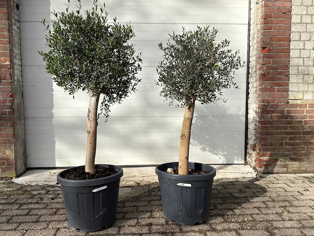 2x olijfboom florida - olea europaea - hoogte ca. 170 cm - afbeelding 1 van  3