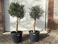 2x olijfboom florida - olea europaea - hoogte ca. 170 cm - afbeelding 1 van  3