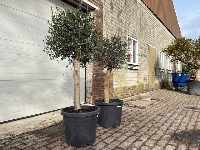 2x olijfboom florida - olea europaea - hoogte ca. 170 cm - afbeelding 2 van  3