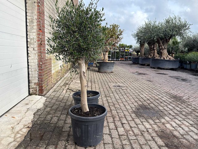 2x olijfboom florida - olea europaea - hoogte ca. 170 cm - afbeelding 3 van  3