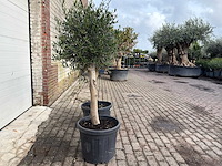 2x olijfboom florida - olea europaea - hoogte ca. 170 cm - afbeelding 3 van  3