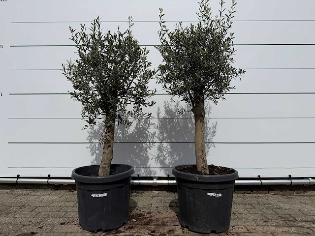 2x olijfboom florida - olea europaea - hoogte ca. 170 cm - afbeelding 1 van  3