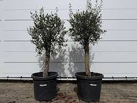 2x olijfboom florida - olea europaea - hoogte ca. 170 cm - afbeelding 1 van  3