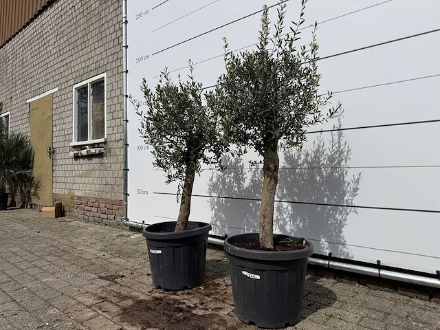 2x olijfboom florida - olea europaea - hoogte ca. 170 cm - afbeelding 2 van  3