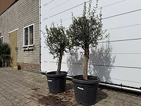 2x olijfboom florida - olea europaea - hoogte ca. 170 cm - afbeelding 2 van  3