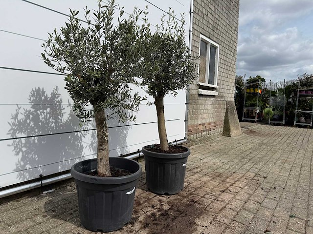 2x olijfboom florida - olea europaea - hoogte ca. 170 cm - afbeelding 3 van  3