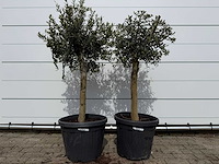 2x olijfboom florida - olea europaea - hoogte ca. 170 cm - afbeelding 1 van  3