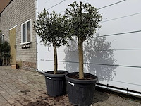 2x olijfboom florida - olea europaea - hoogte ca. 170 cm - afbeelding 2 van  3
