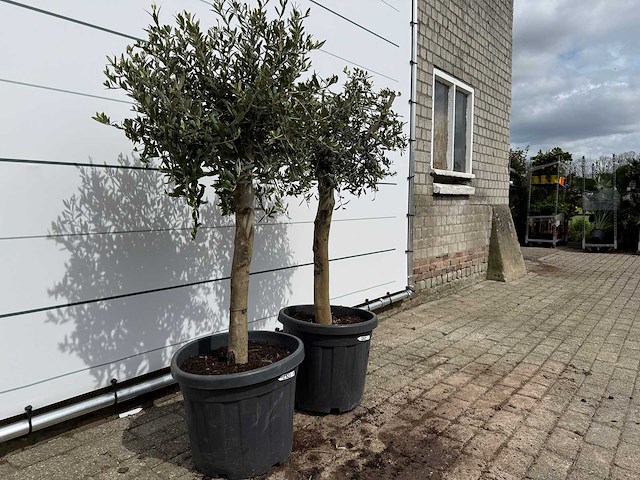 2x olijfboom florida - olea europaea - hoogte ca. 170 cm - afbeelding 3 van  3