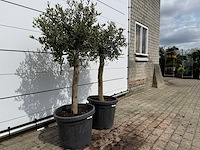 2x olijfboom florida - olea europaea - hoogte ca. 170 cm - afbeelding 3 van  3