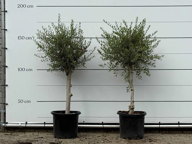 2x olijfboom florida smal - olea europaea - ca. 20 jaar oud - hoogte ca. 170 cm - afbeelding 1 van  3